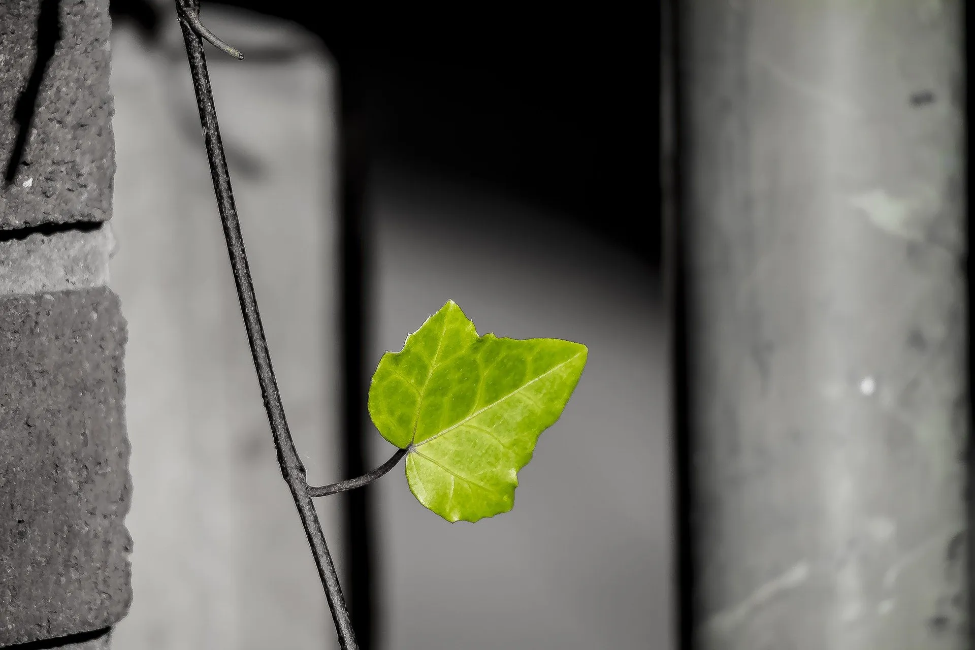 leaf 2922038 1920