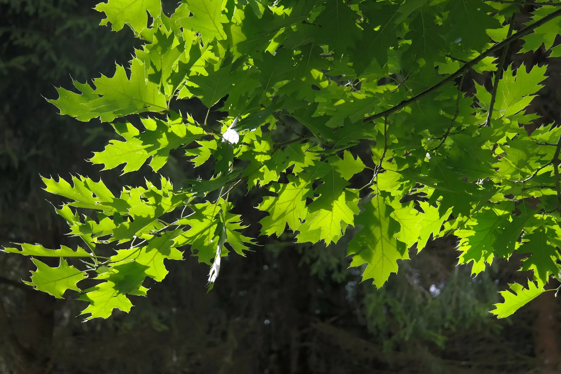 leaves 195681 1920