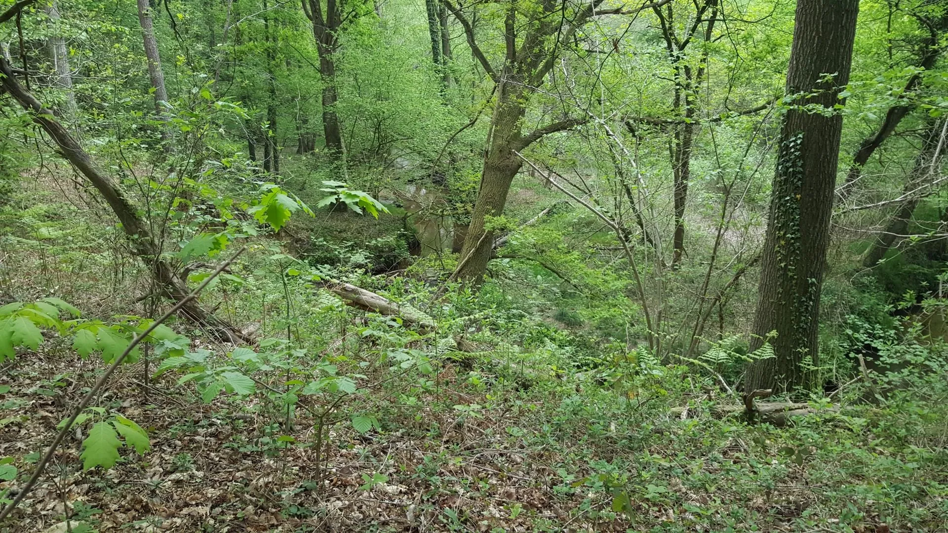 leudal4