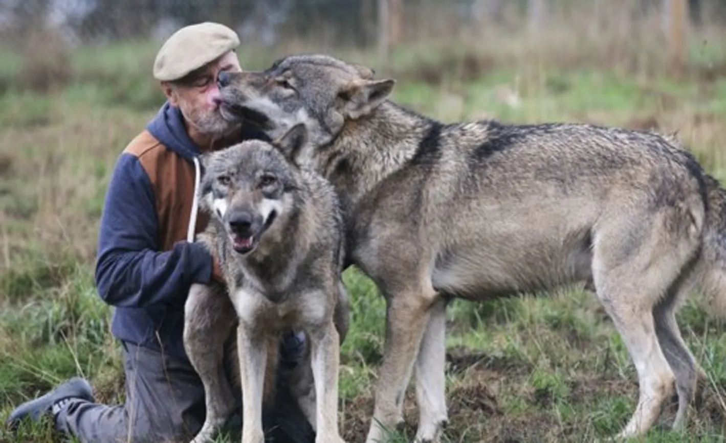 lezing wolf