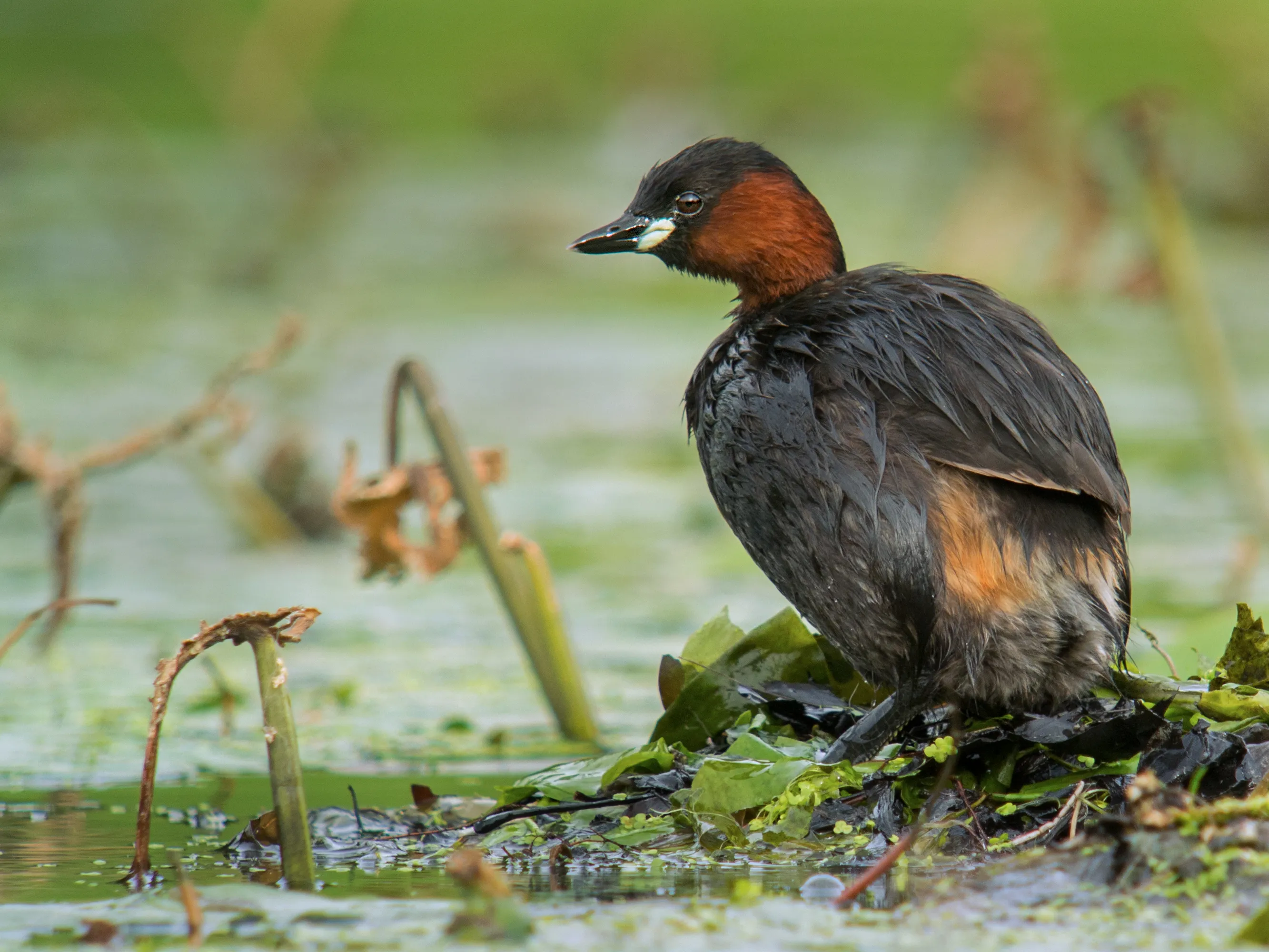 little grebe tachybaptus ruficollis parc de woluwe brussels 14748388013