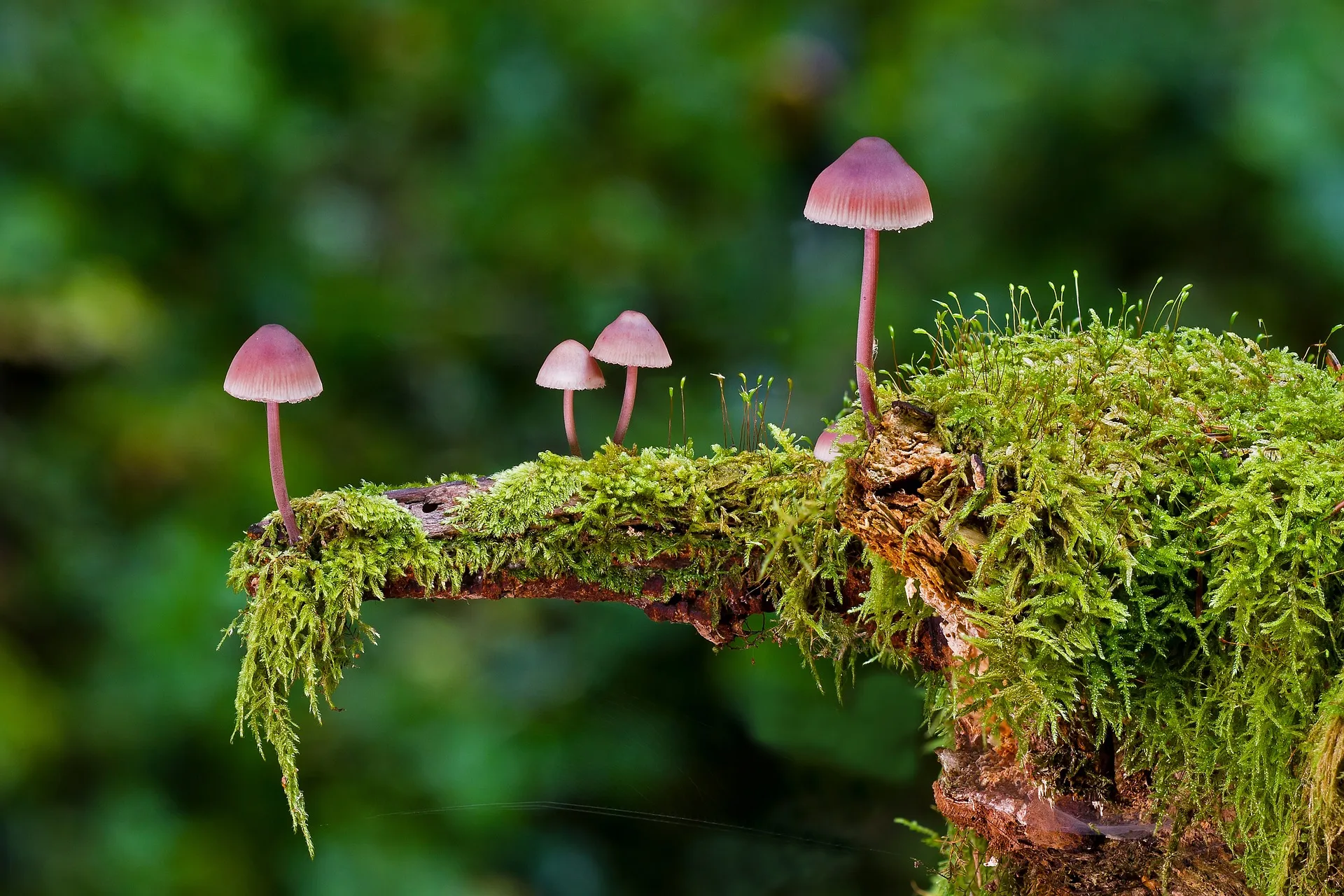 mushrooms 2798150 1920