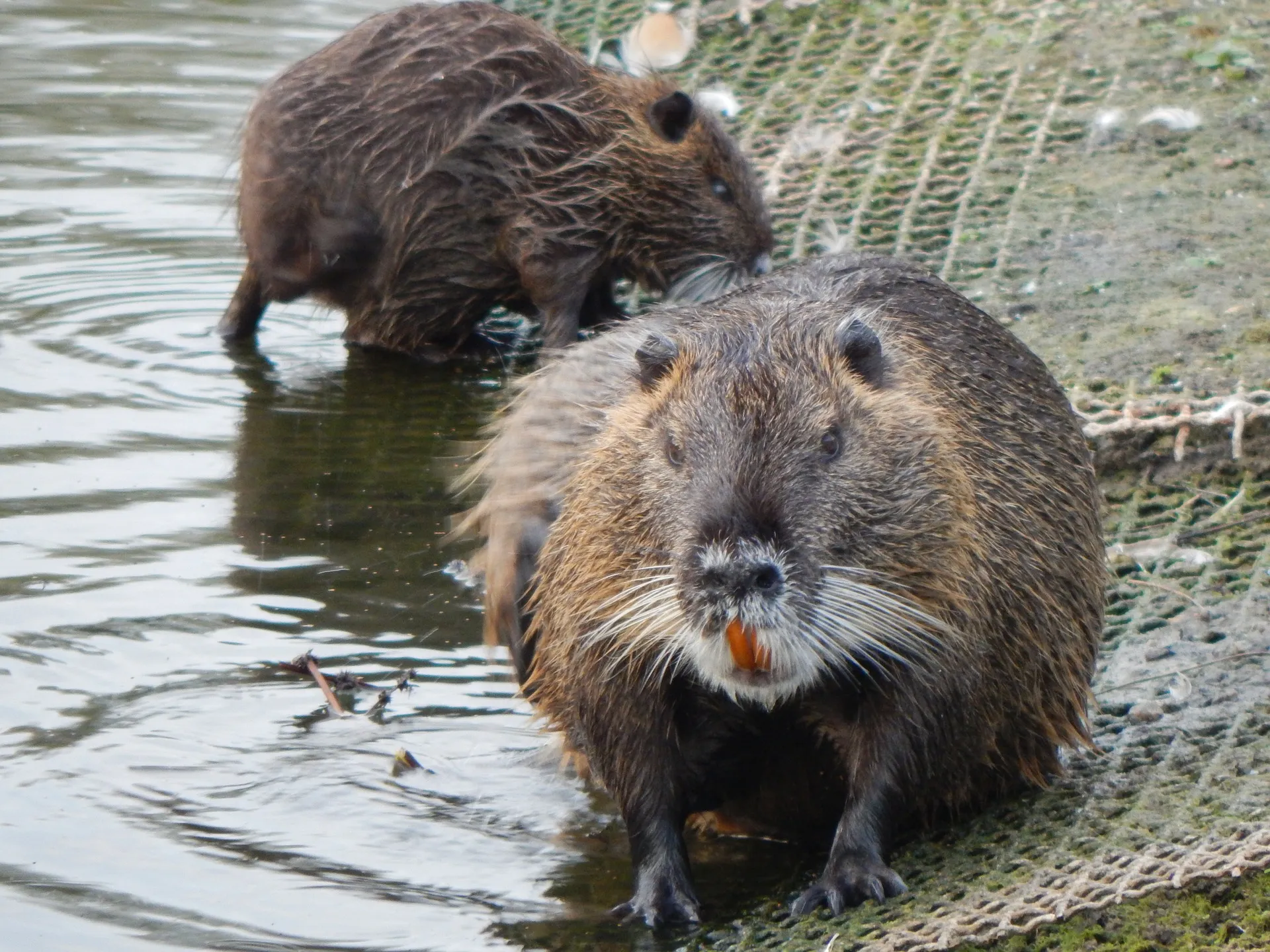 muskrat 491846 1920