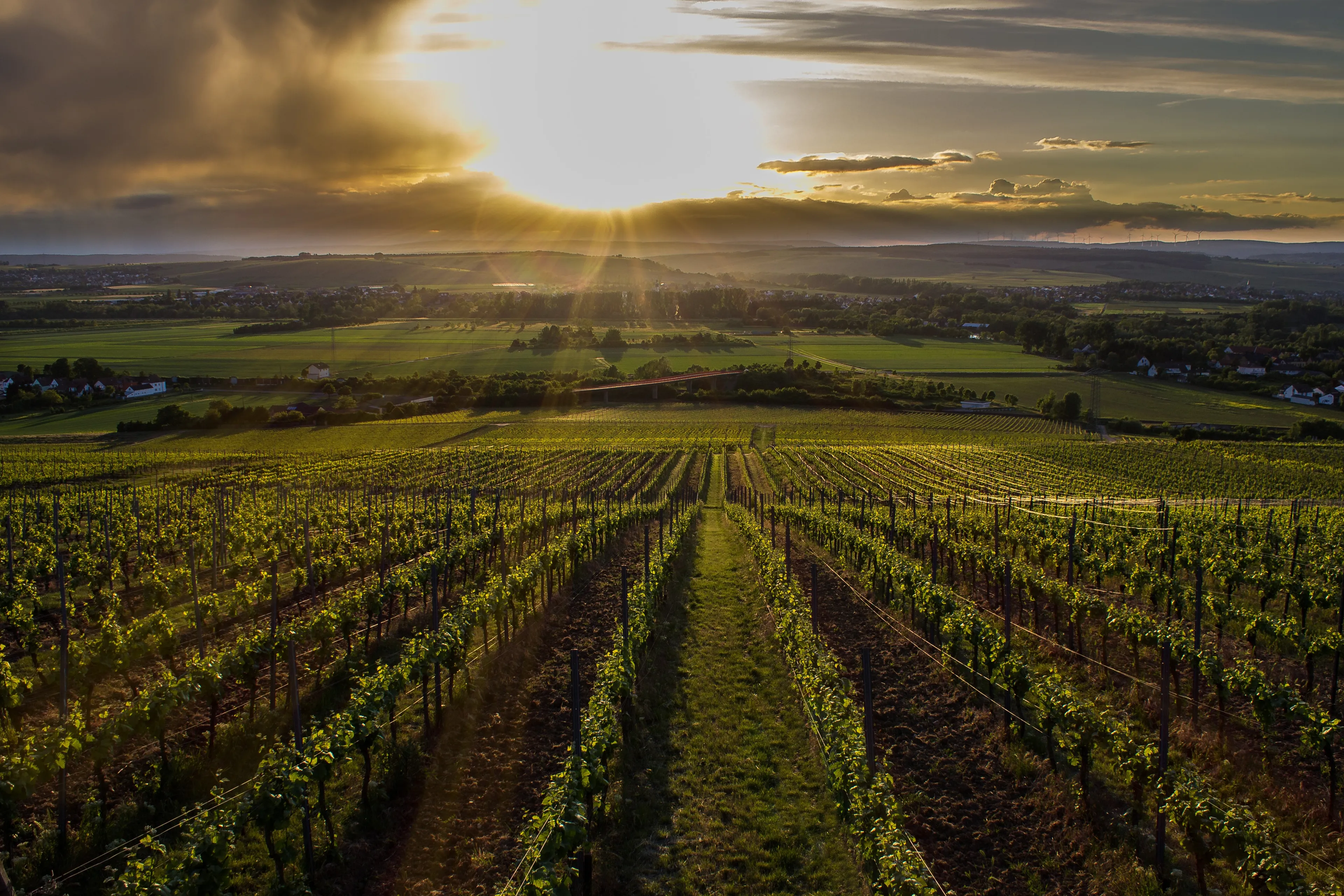 nahe vineyards