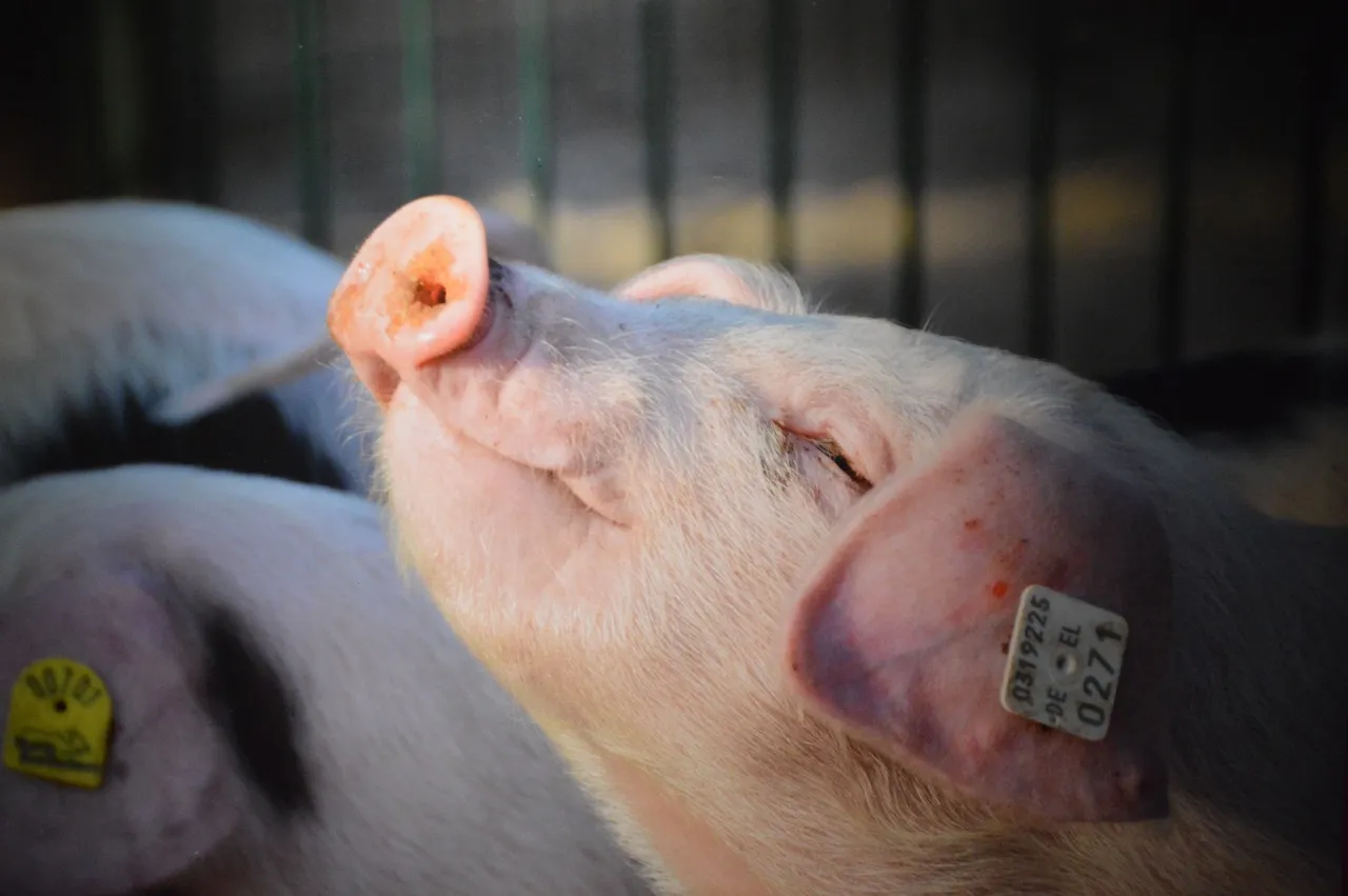 nature farm mammal close up nose piglet 686873 pxherecom