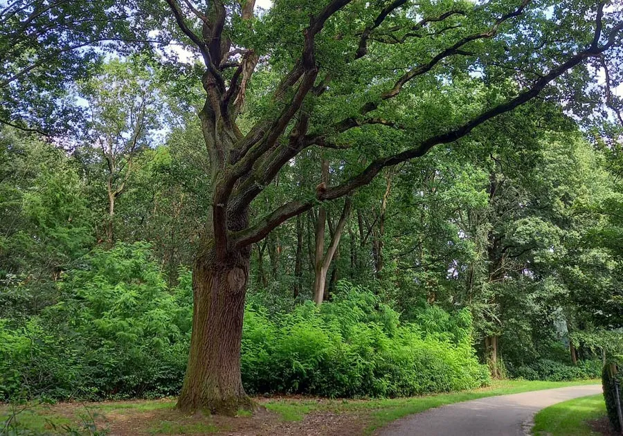 nunhem sint ursulaweg16 eikenboom
