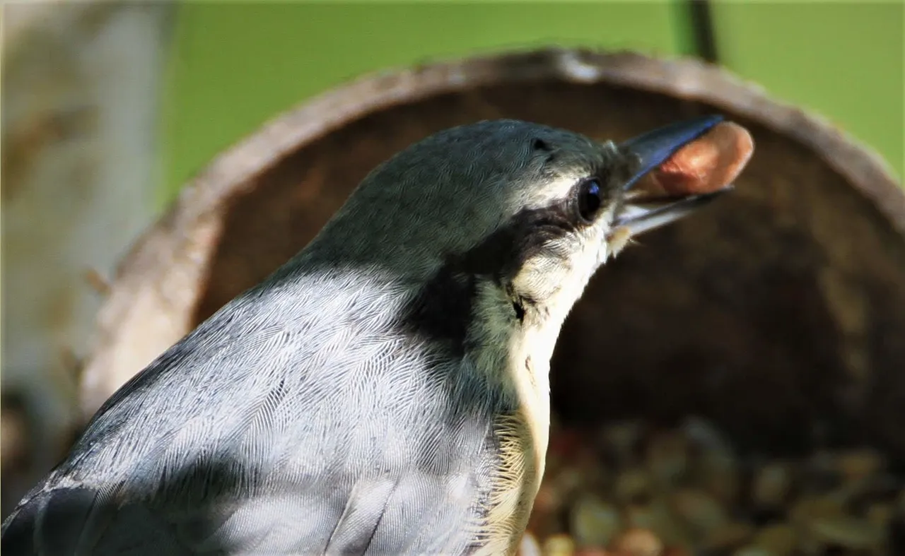 nuthatch 4982308 1280