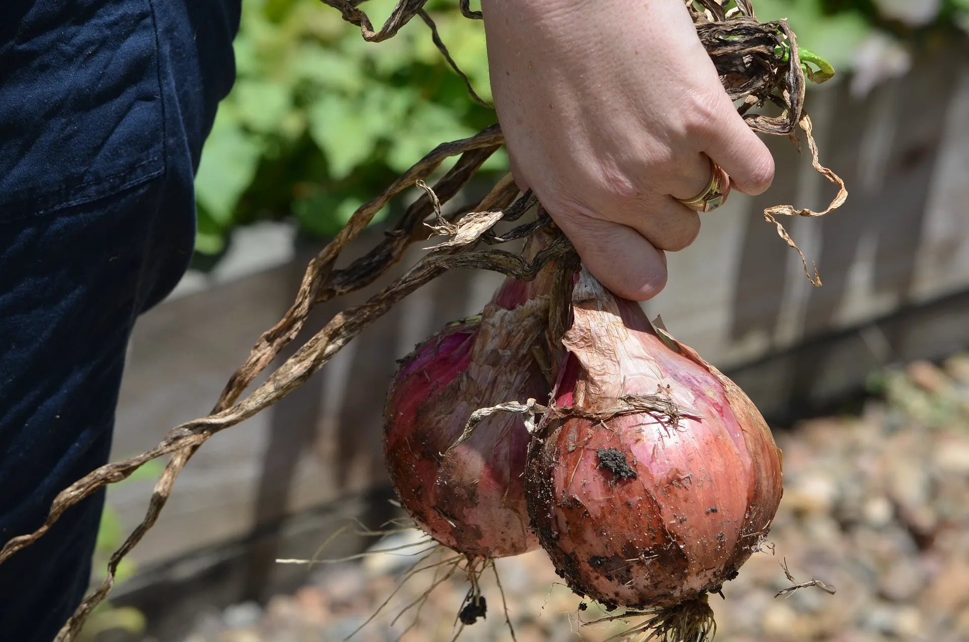 onions 248027 1920