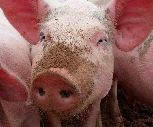 pigs 21272 960 720