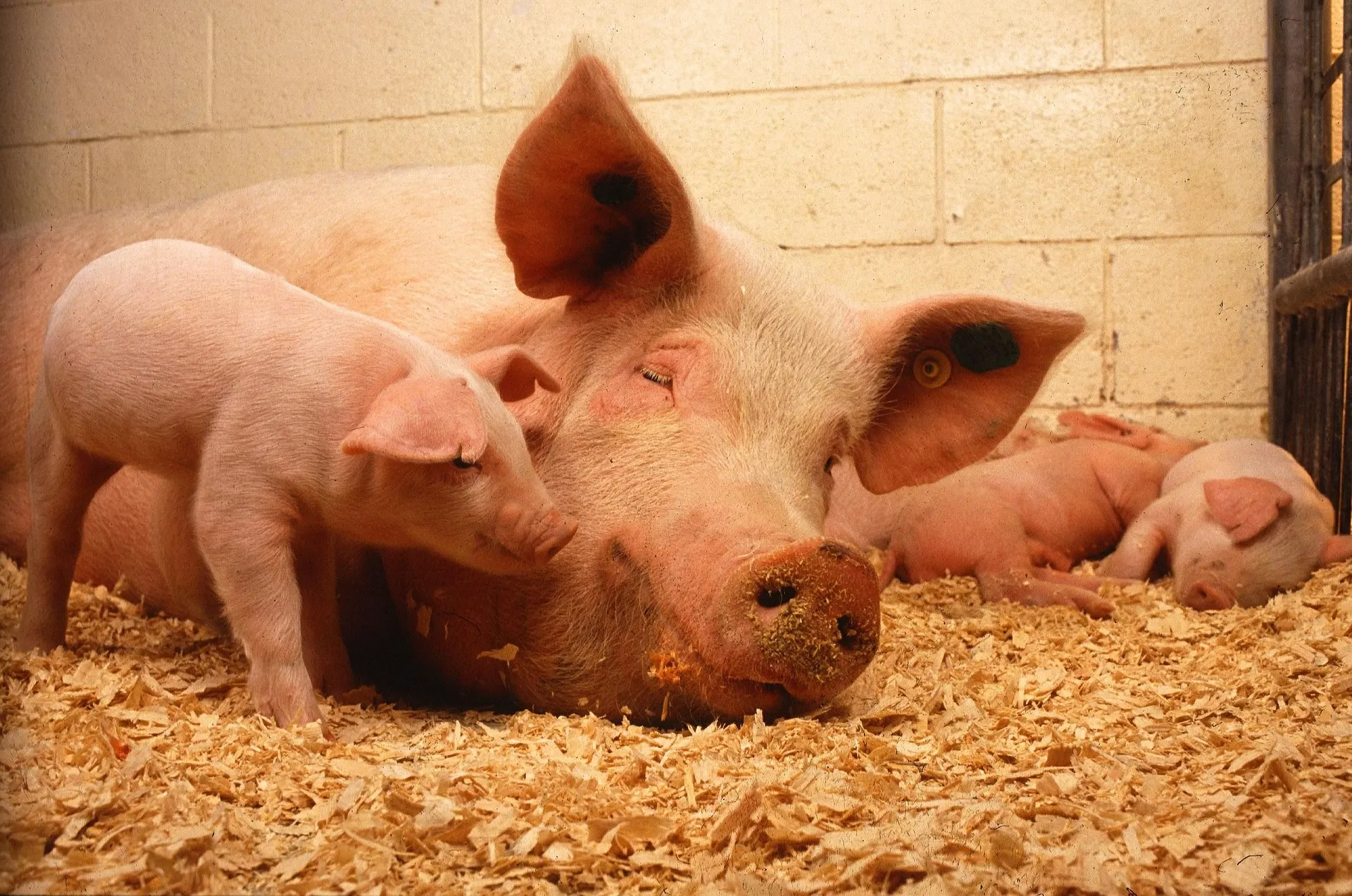 pigs 387204 1920