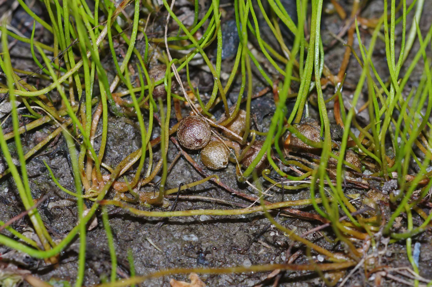 pilulariaglobulifera6