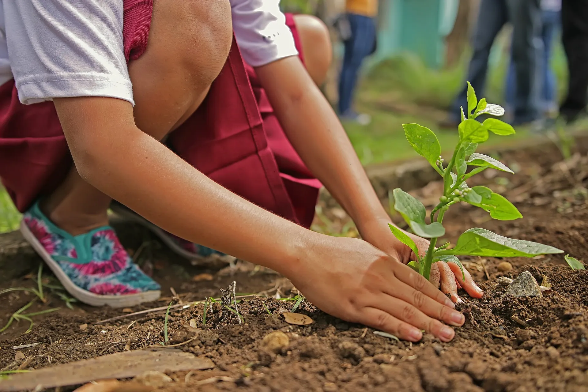 planting gc581f0907 1920
