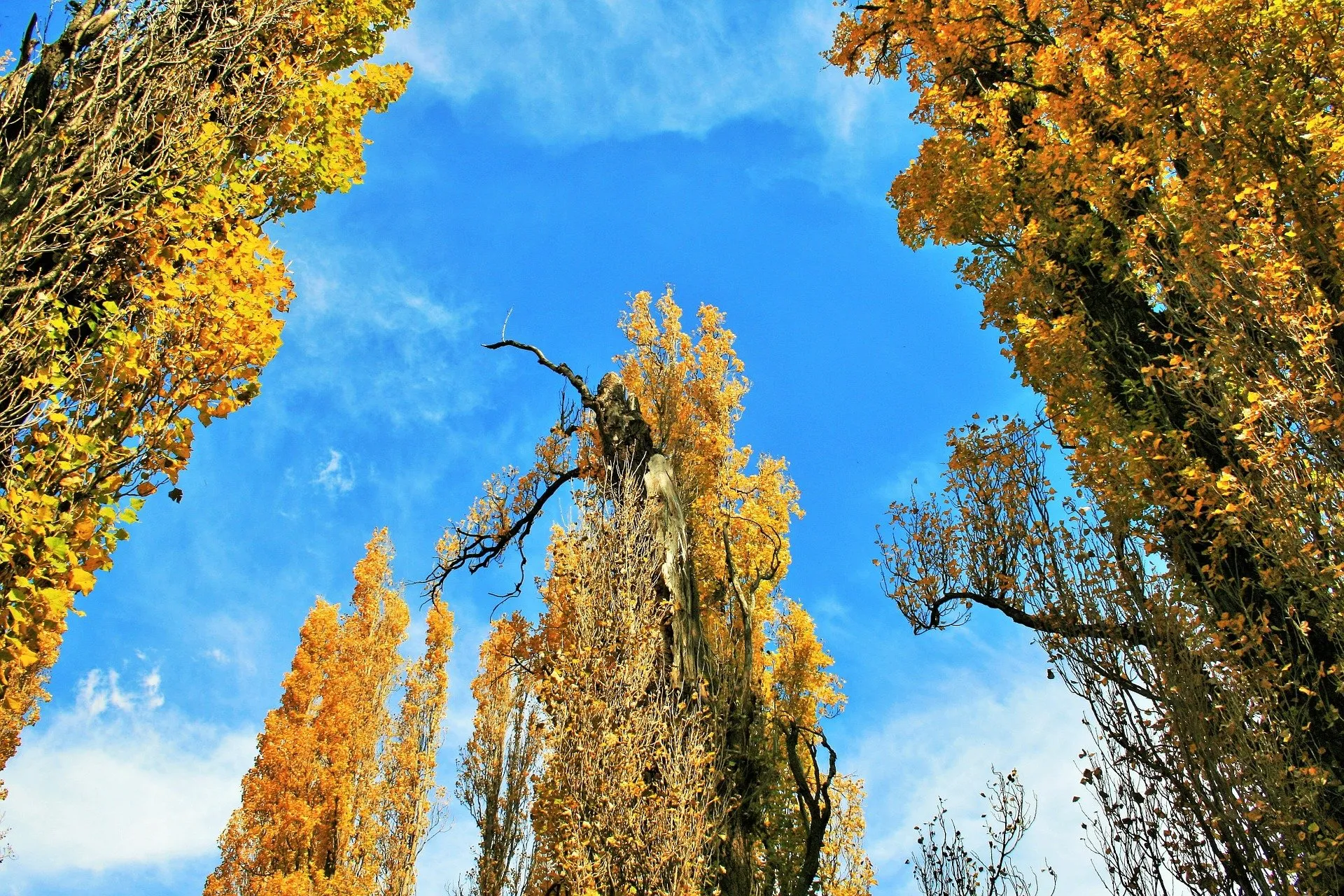 poplar trees 363646 1920