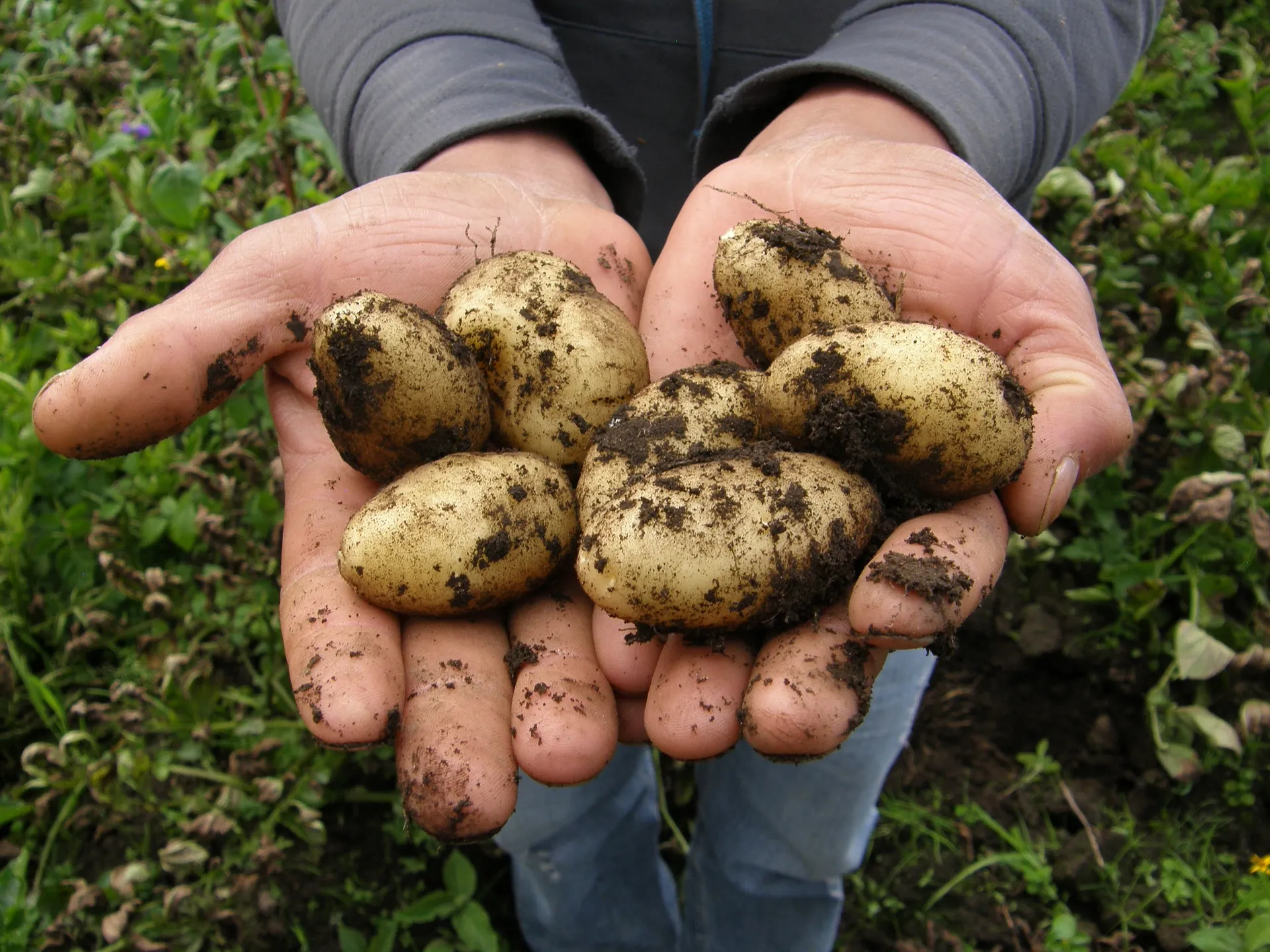 potatoes 2543686 1920