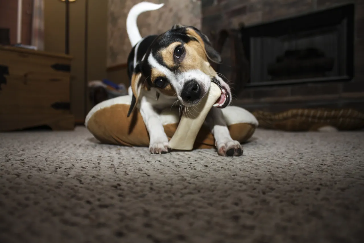 puppy dog animal canine pet mammal 1226025 pxherecom