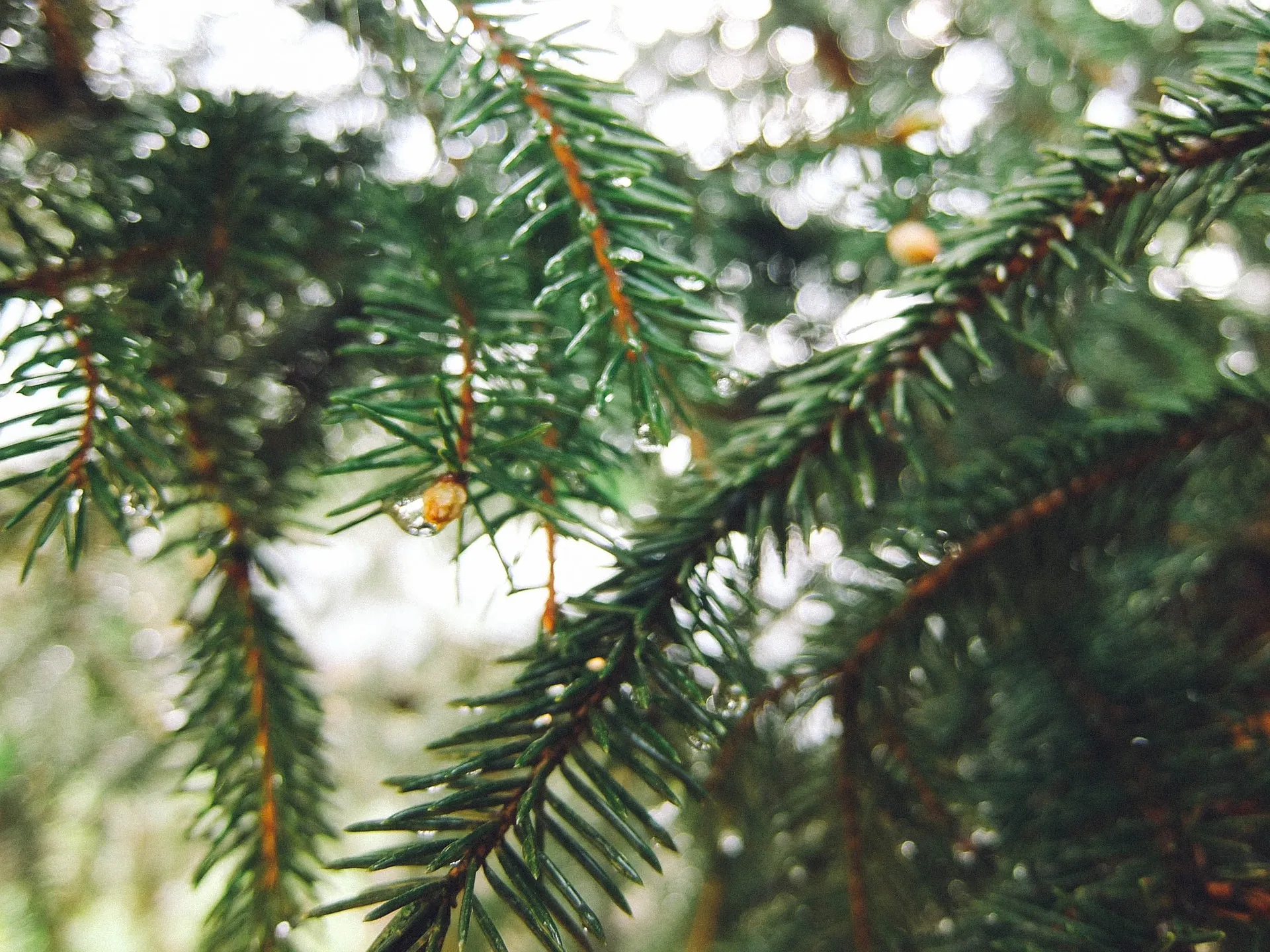 spruce 2369786 1920