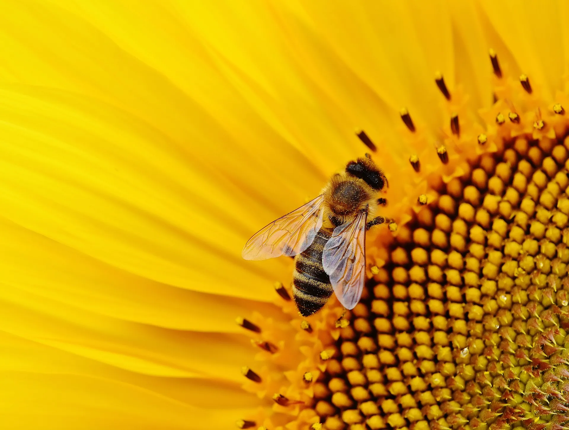 sun flower 1643794 1920