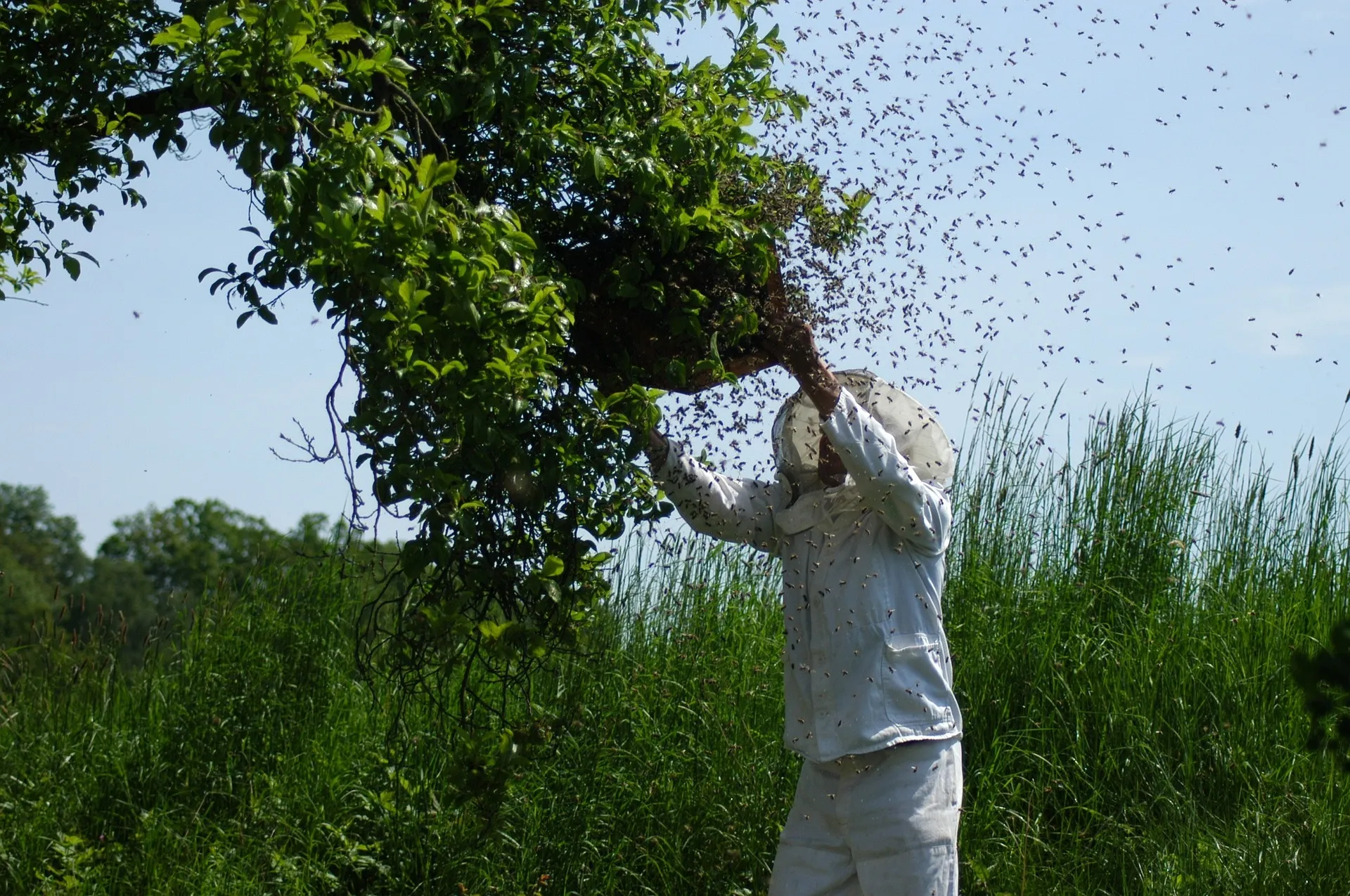 swarm of bees 1094857 1920