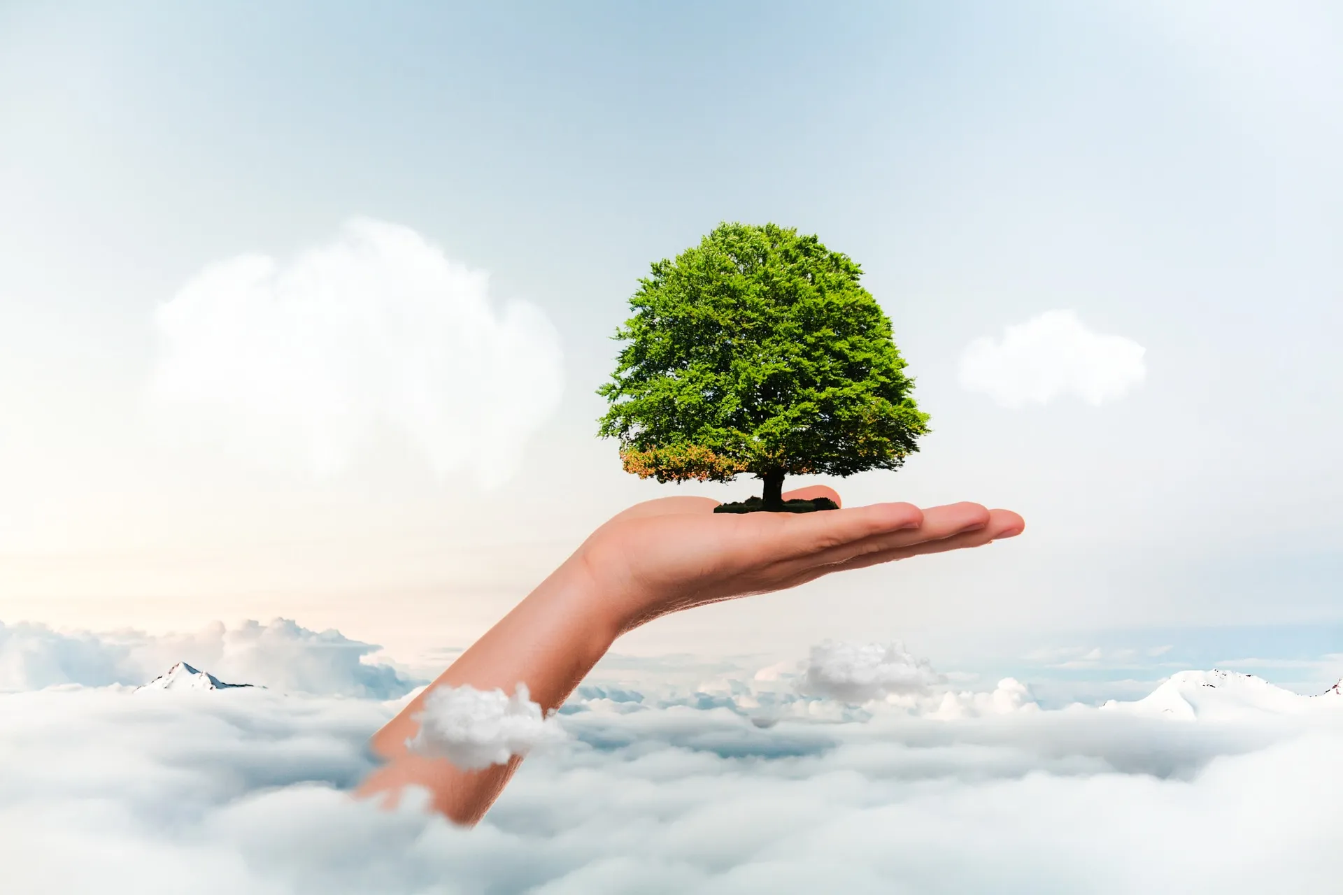 tree 5972046 1920