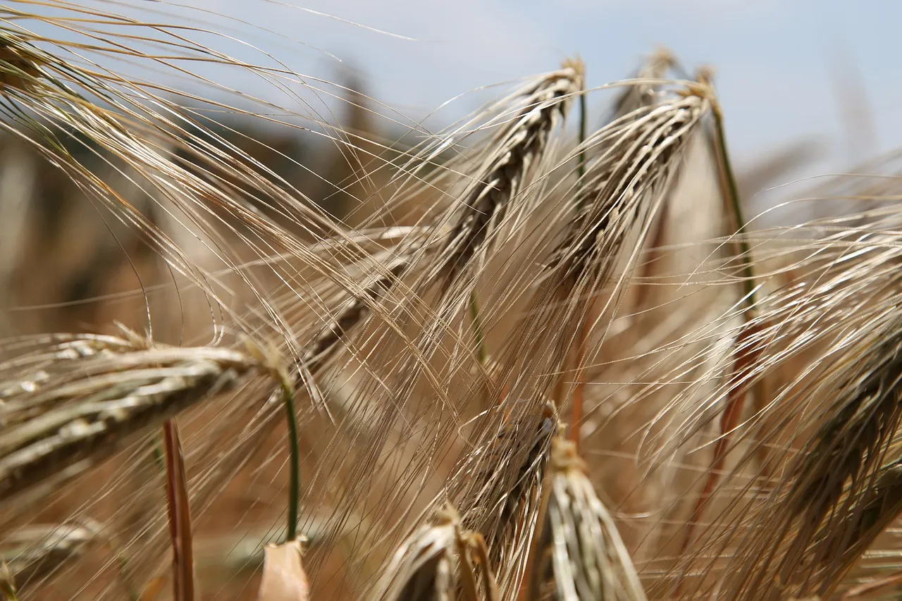 wheat 809441 1280