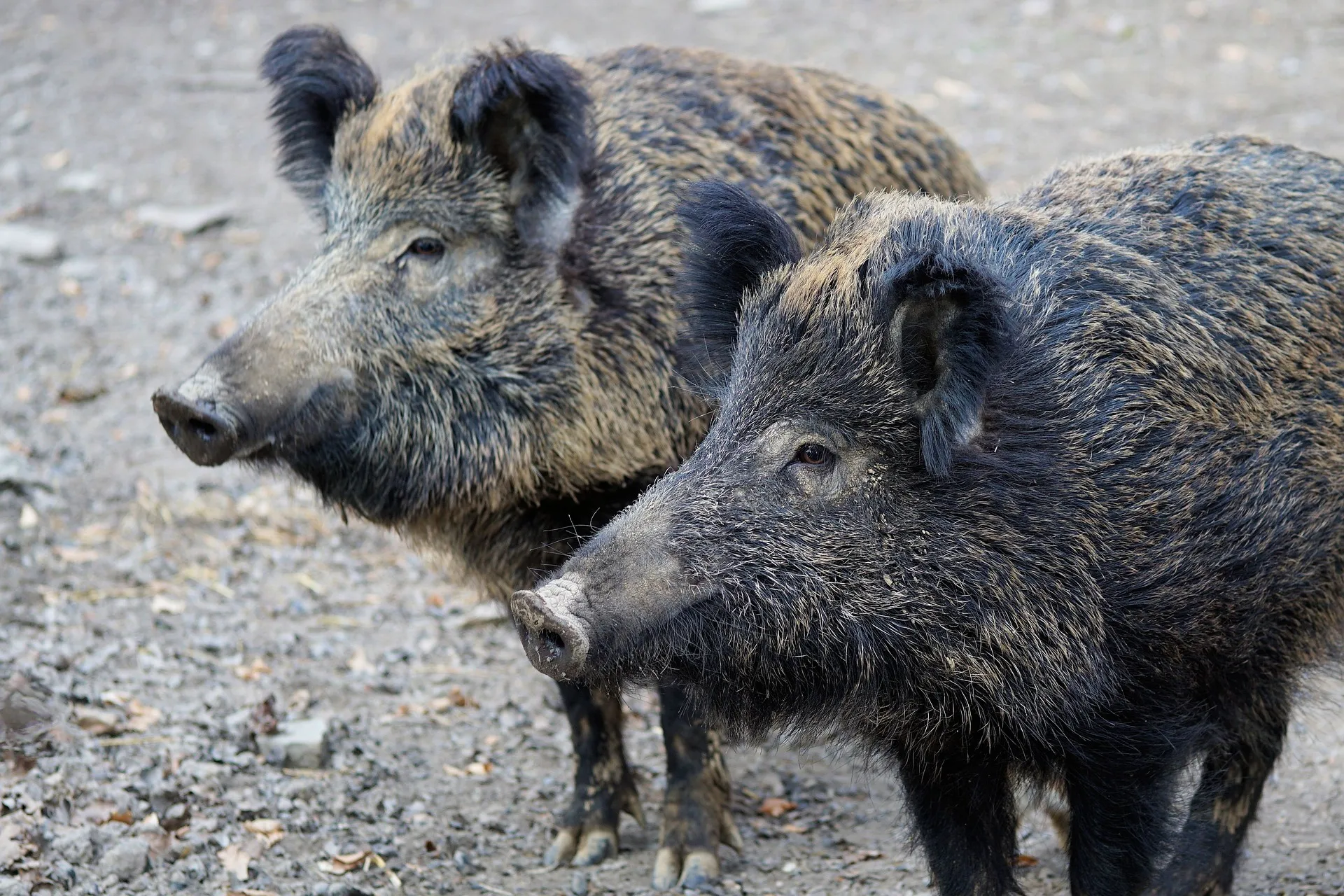 wild boar 2256296 1920 1
