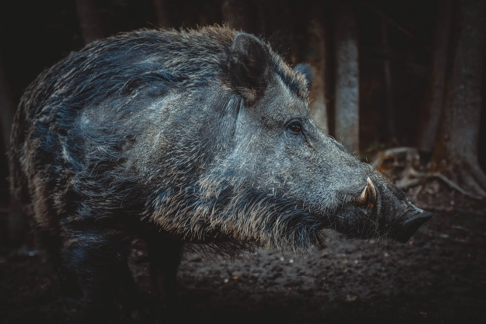 wild boar 5219630 1920