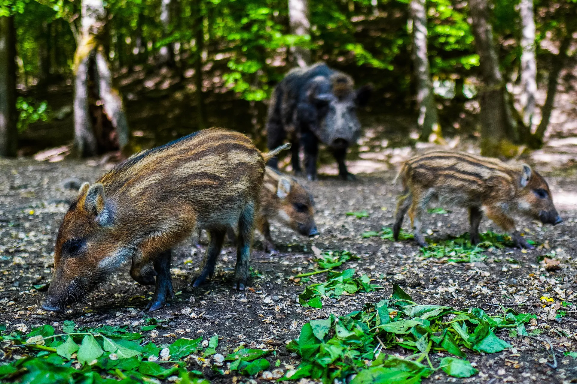 wild boar 5219634 1920