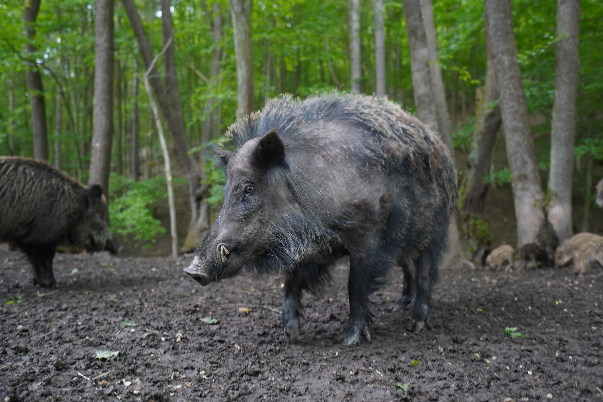 wild boar 5219658 1920