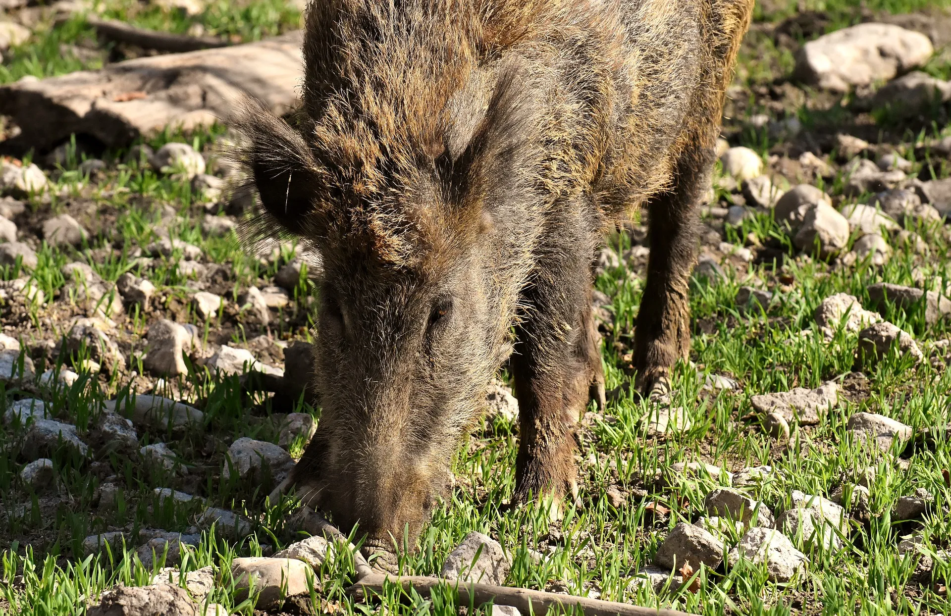wild boars 3363615 1920