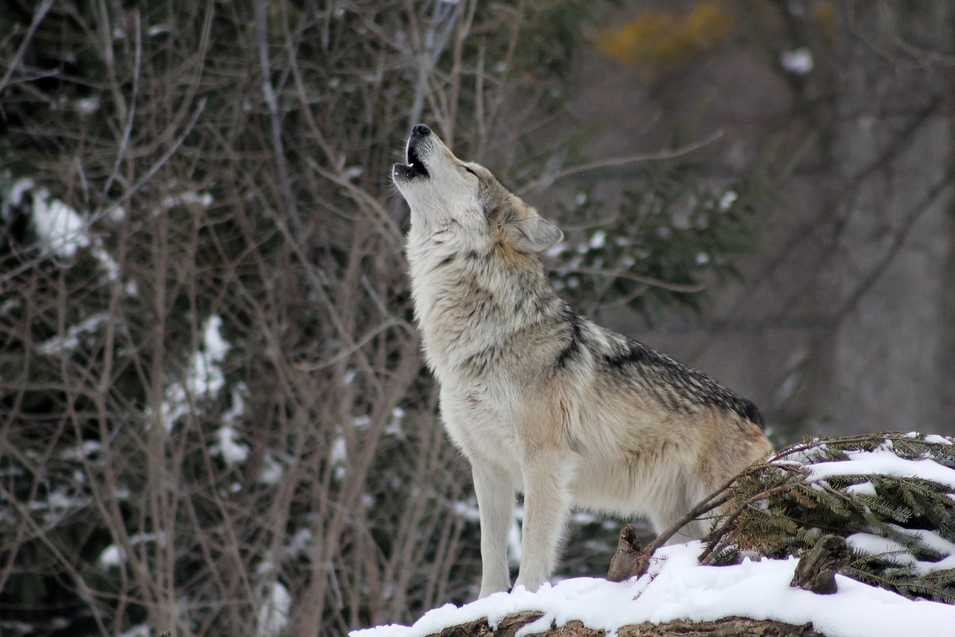 wolf g2dfadd9db 1920