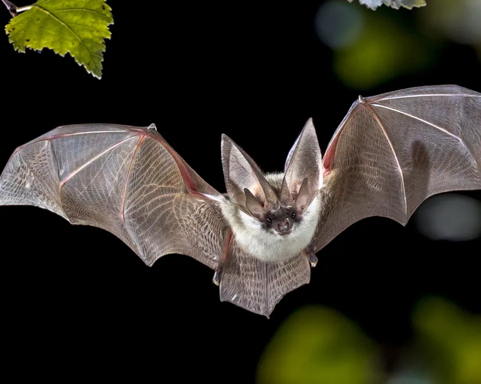 vleermuizen-2