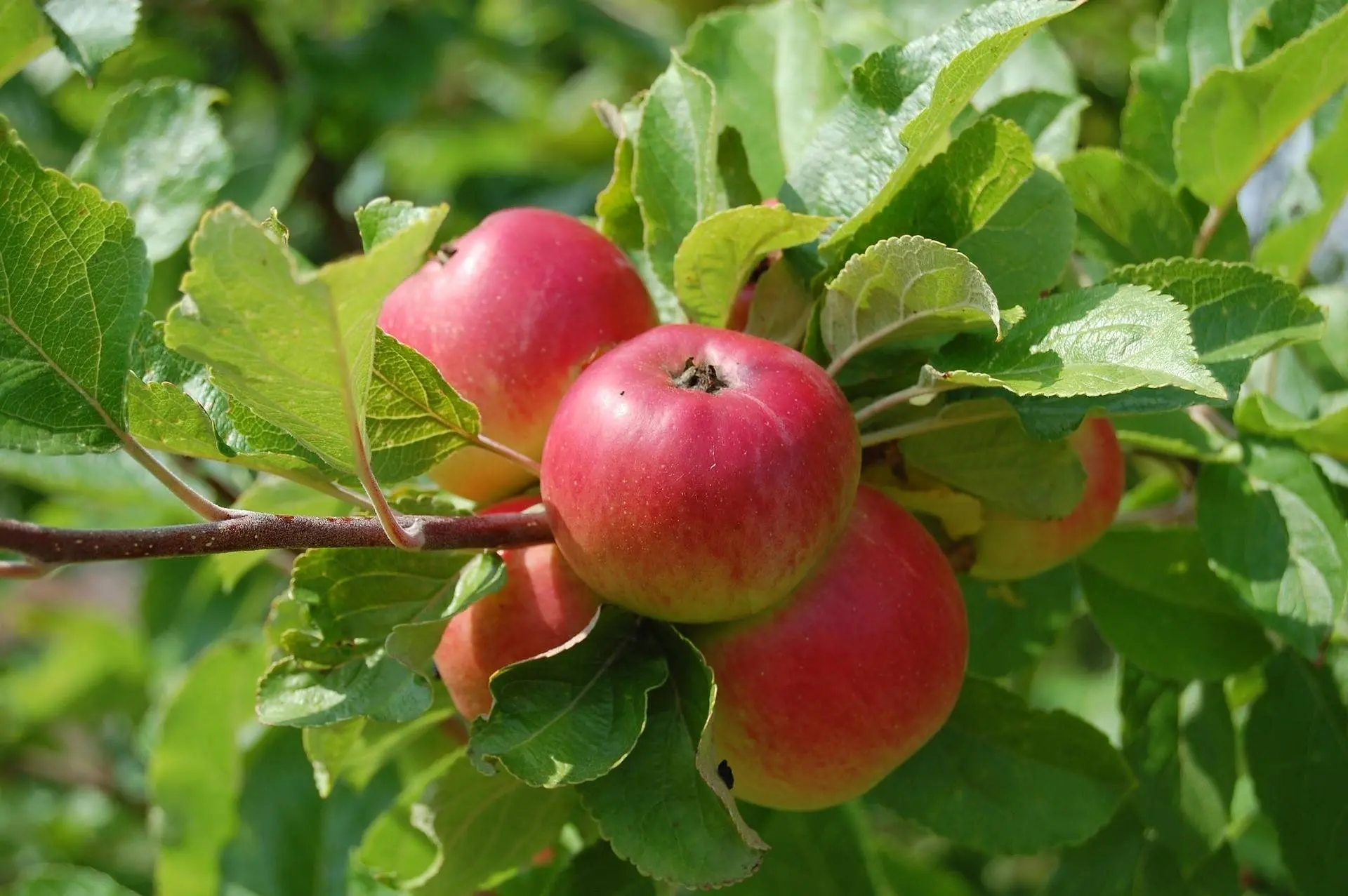 apples (1)