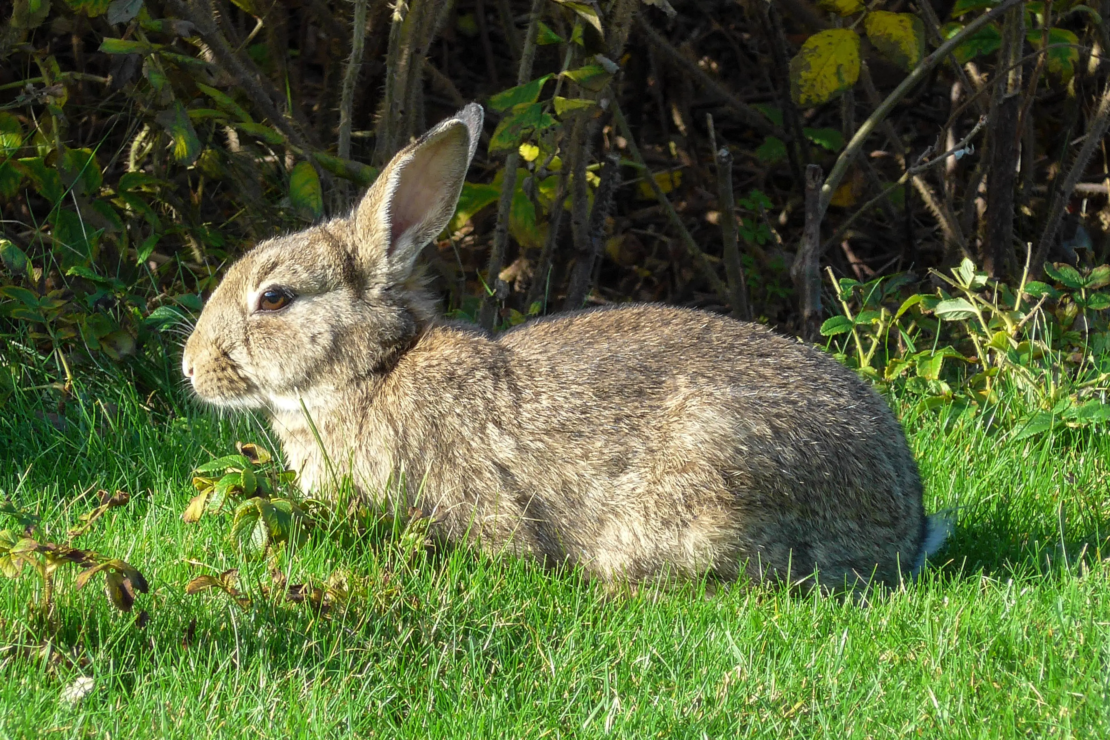 20141101_Wild_konijn_(Oryctolagus_cuniculus)_Strandweg_Nes_Ameland_Fr_NL