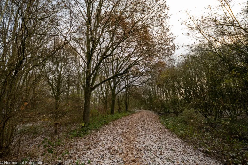 haalders bos1