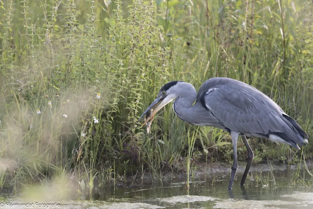 ivnblauwe reiger met ontbijt