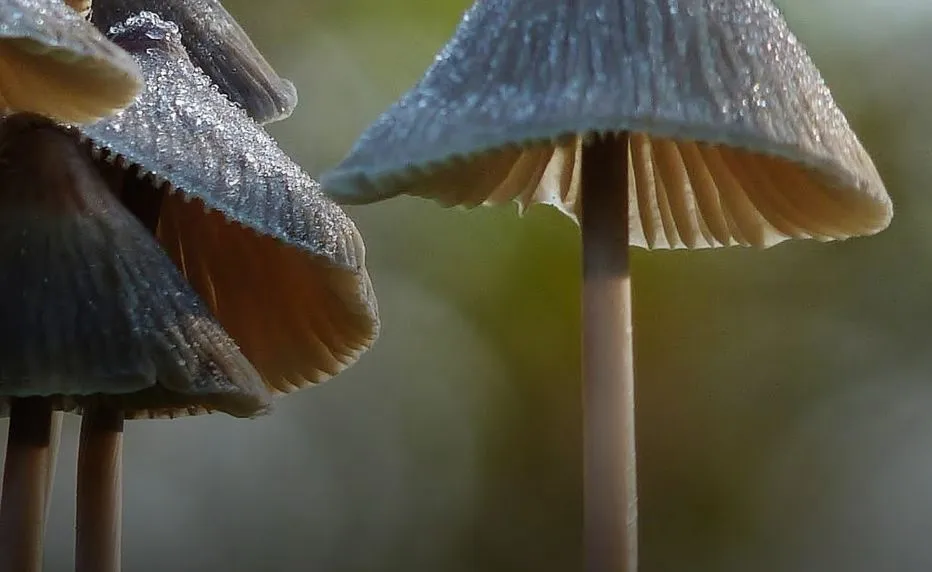 ivnrijnwaal weetjes over paddenstoelen