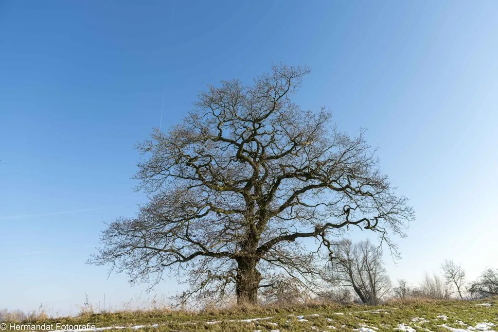 ivnrijnwaaleeuwenoude eik in de polder bij loenen