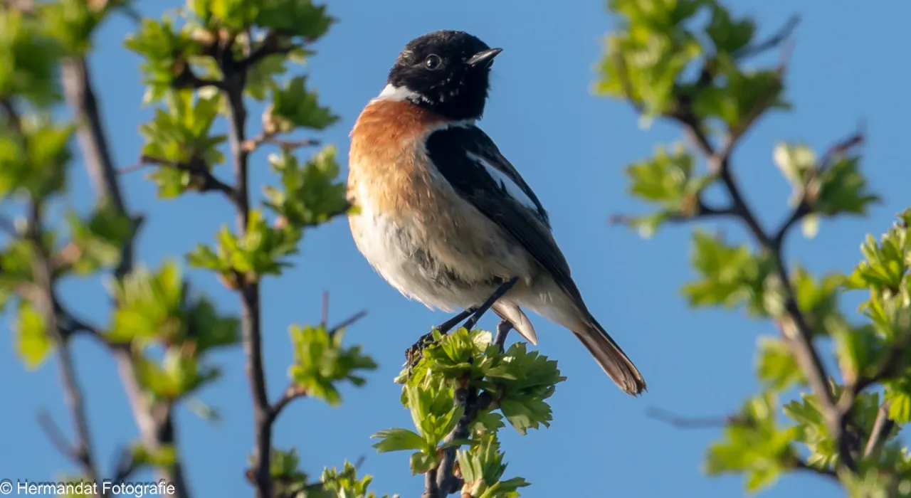 ivnrijnwaalvogelsspottenarw tapuit 4699