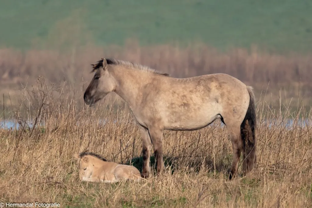 konikpaard met veulen 4695