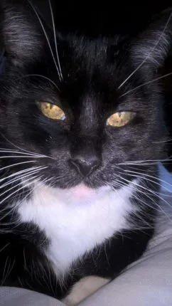 lingewaard nieuws katten oppas lingewaard e1488183495631