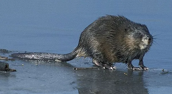 muskusratwikipediaorg ondatra zibethicus fws