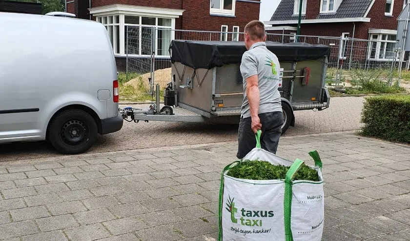 taxus taxi0