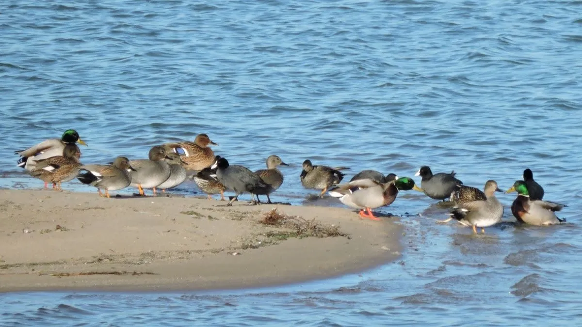 wintervogels gpeelensln 18