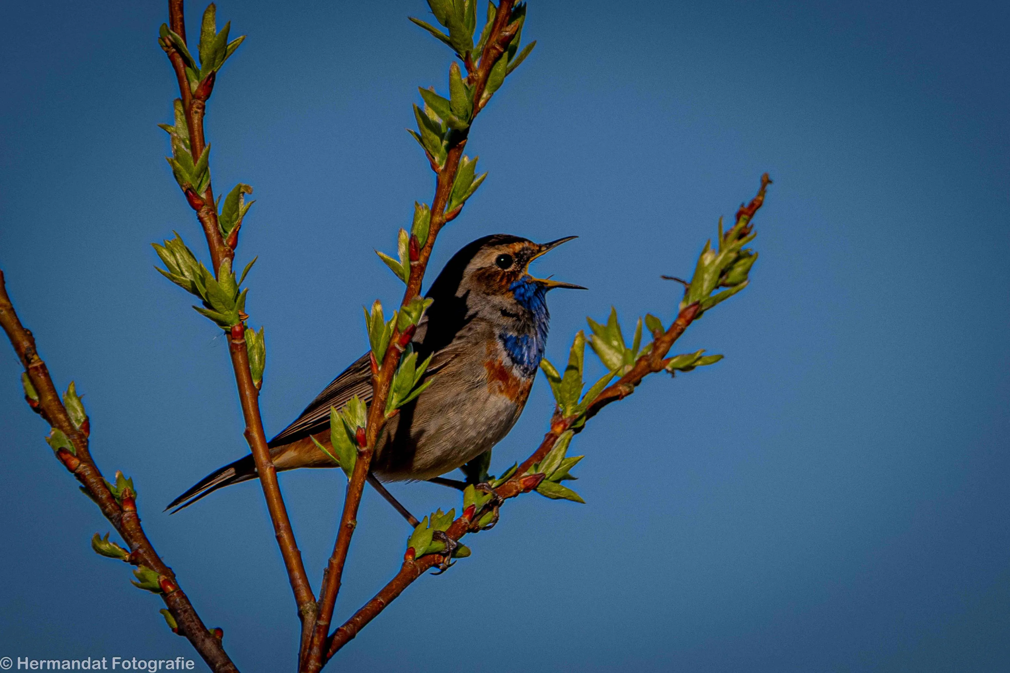 blauwborst 76026