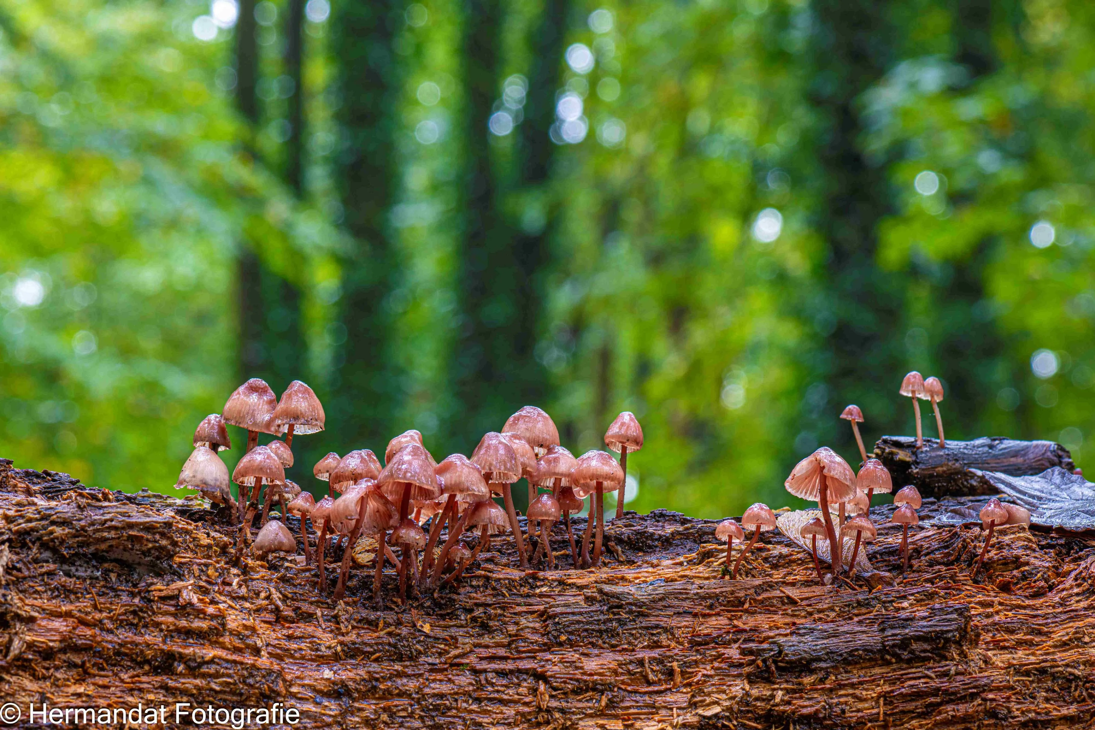 Grote bloedsteel mycena.Herman Hedriks.-8233(1)