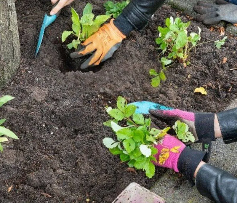 Uitdeeldag Steenbreek Gemeente Lingewaard