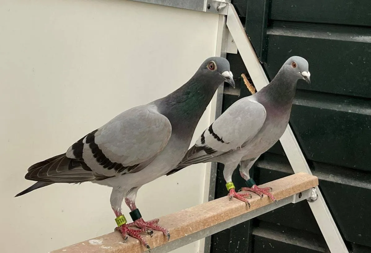 Duivenmiddag.Vliegende Post. Haalderen