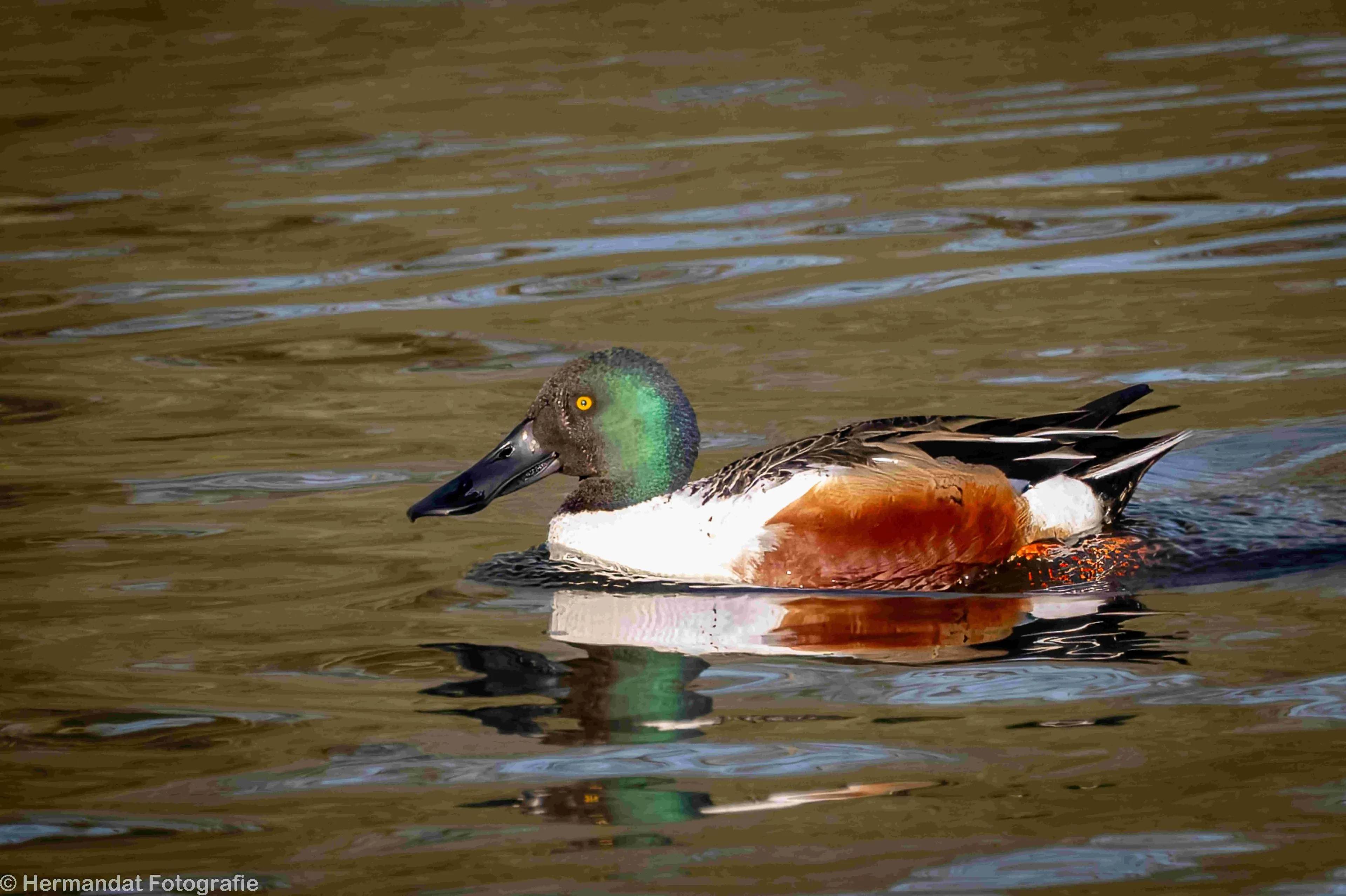 Slobeend.Herman Hendriks.-75020