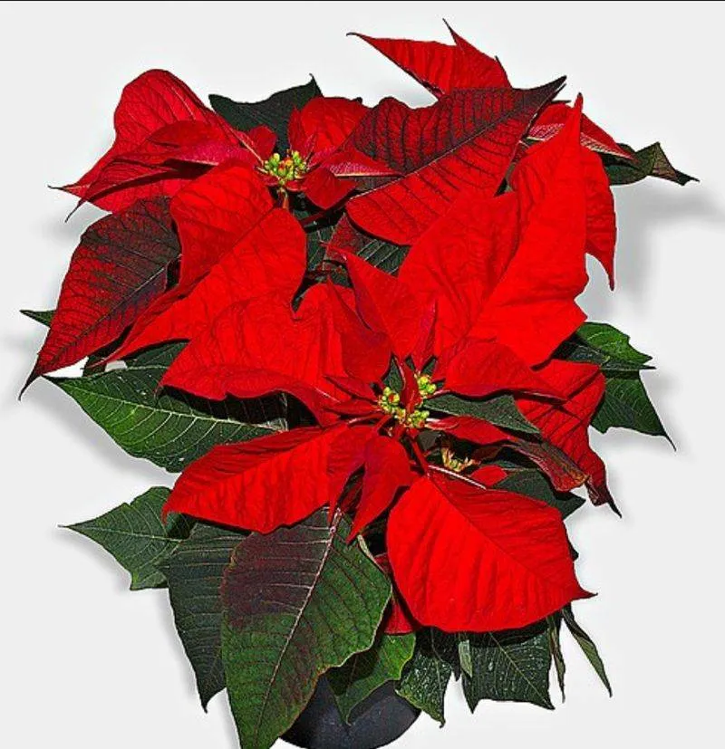 Weihnachtsstern.Wikipedia.org