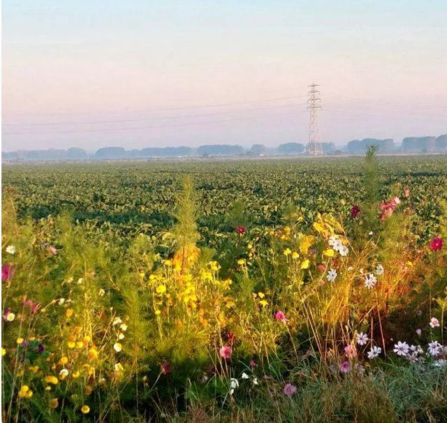 Bloemrijke akkerranden trekken honderden vlinders Gemeente Lingewaard